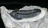 Bargain Morocconites Malladoides Trilobite #4101-1